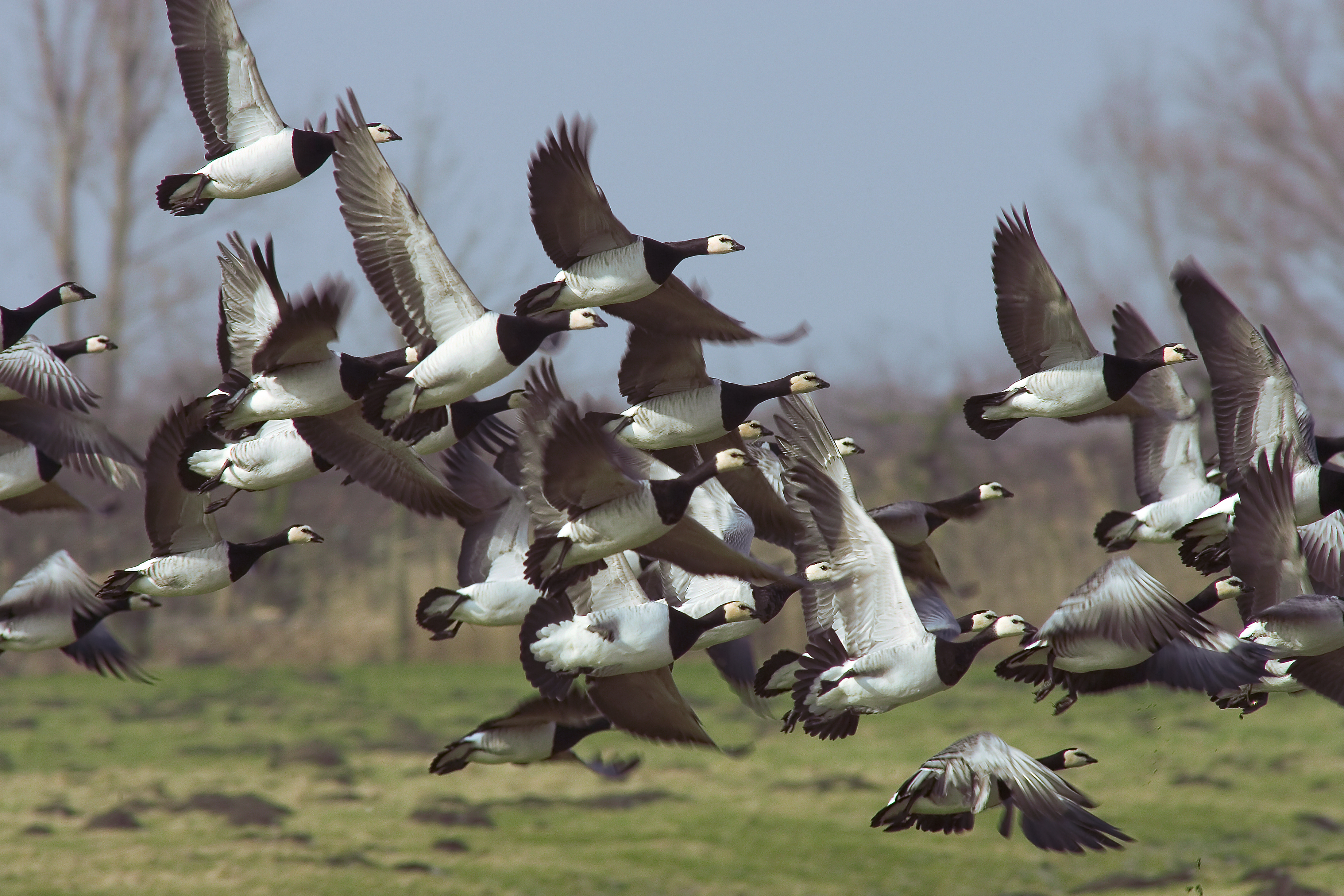 Zugvögel im Nationalpark Niedersächsisches Wattenmeer