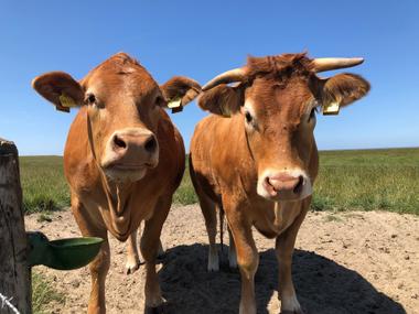 Zwei Kühe in Otterndorf am Deich