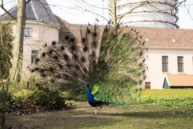 Pfau im Schlosspark Jever
