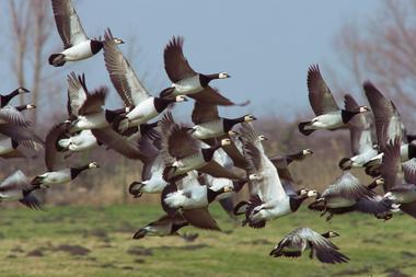 Zugvögel im Nationalpark Niedersächsisches Wattenmeer