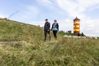 Ein Mann und eine Frau wandern am Deich mit Schafen am Pilsumer Leuchtturm in Ostfriesland