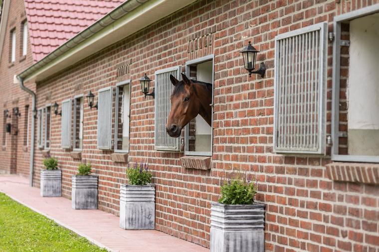 Pferd schaut aus einem Fenster eines Pferdestalls
