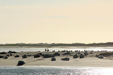 Seehunde auf einer Sandbank 