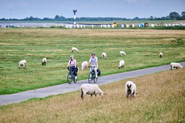 Fahrradtour am Deich in Cuxhaven-Altenbruch mit Elbe und Strandkörben und umgeben von Schafen 