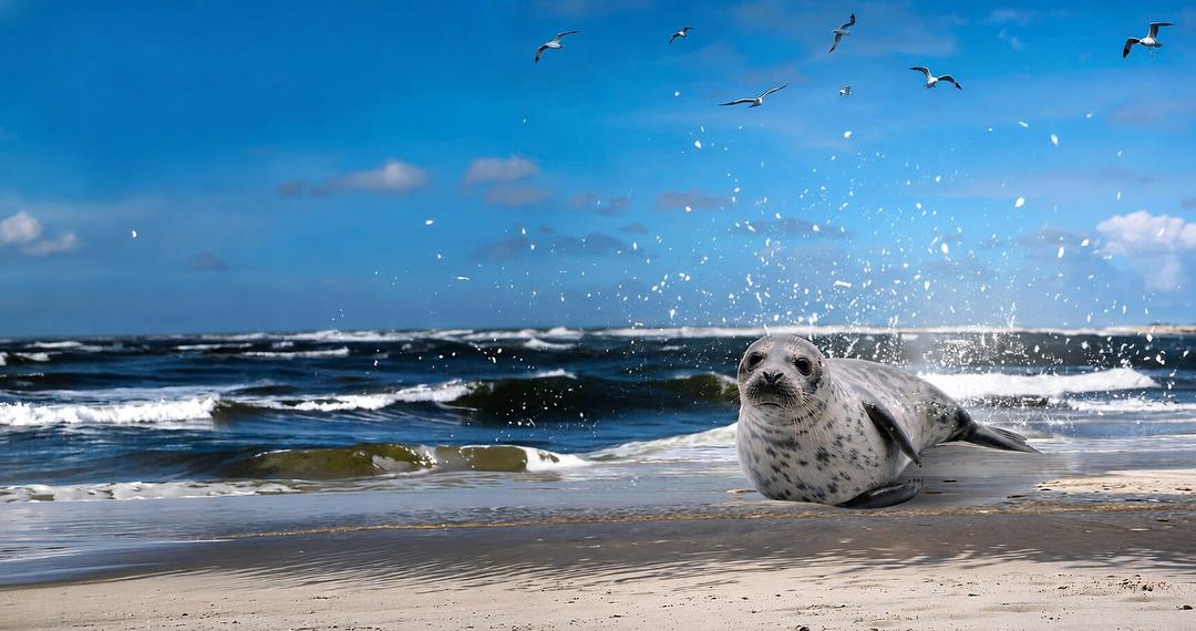 Motiv der Coolcation Kampagne 2026 mit einer Robbe am Strand in den Wellen
